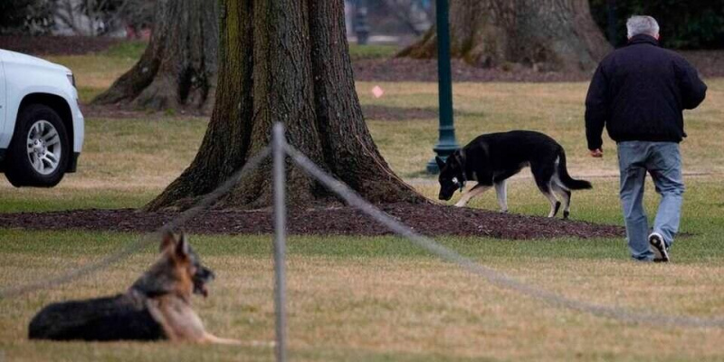 's dogs sent out of White House after biting security personnel Joe BidenMais's dogs sent out of White House after biting security personnel